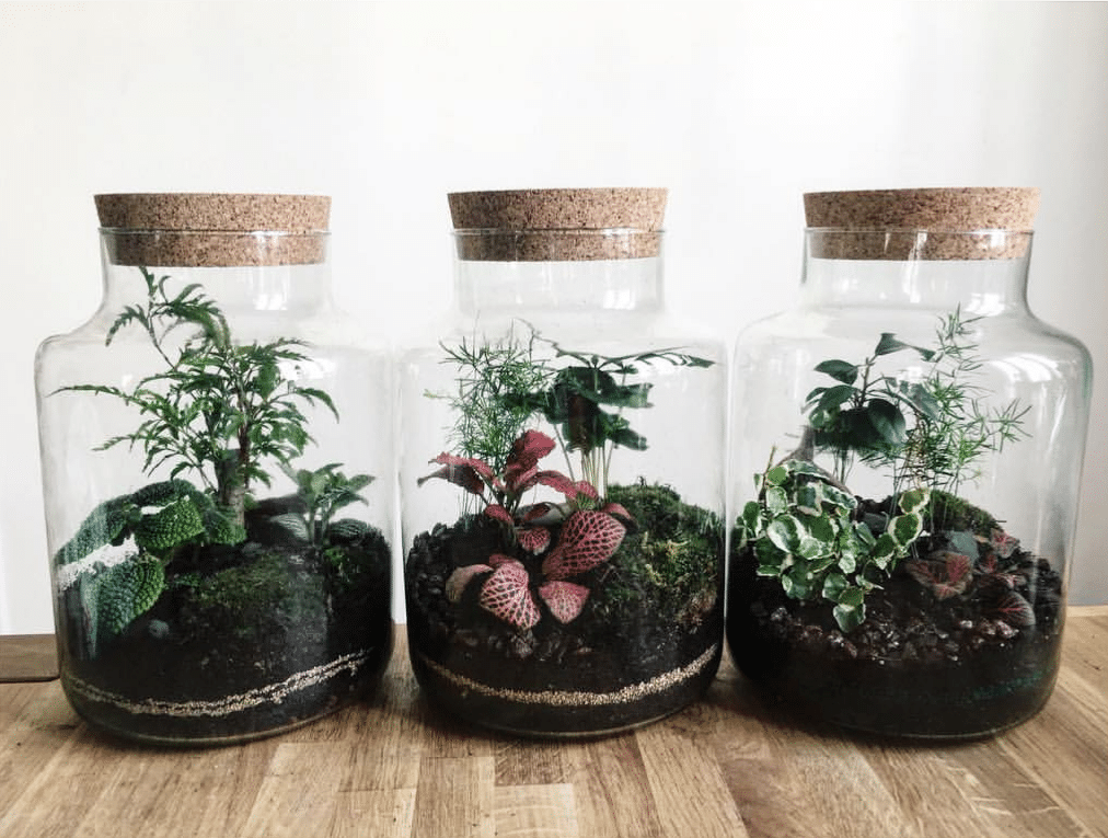 Team building Terrarium Team Tonic Agence de team building